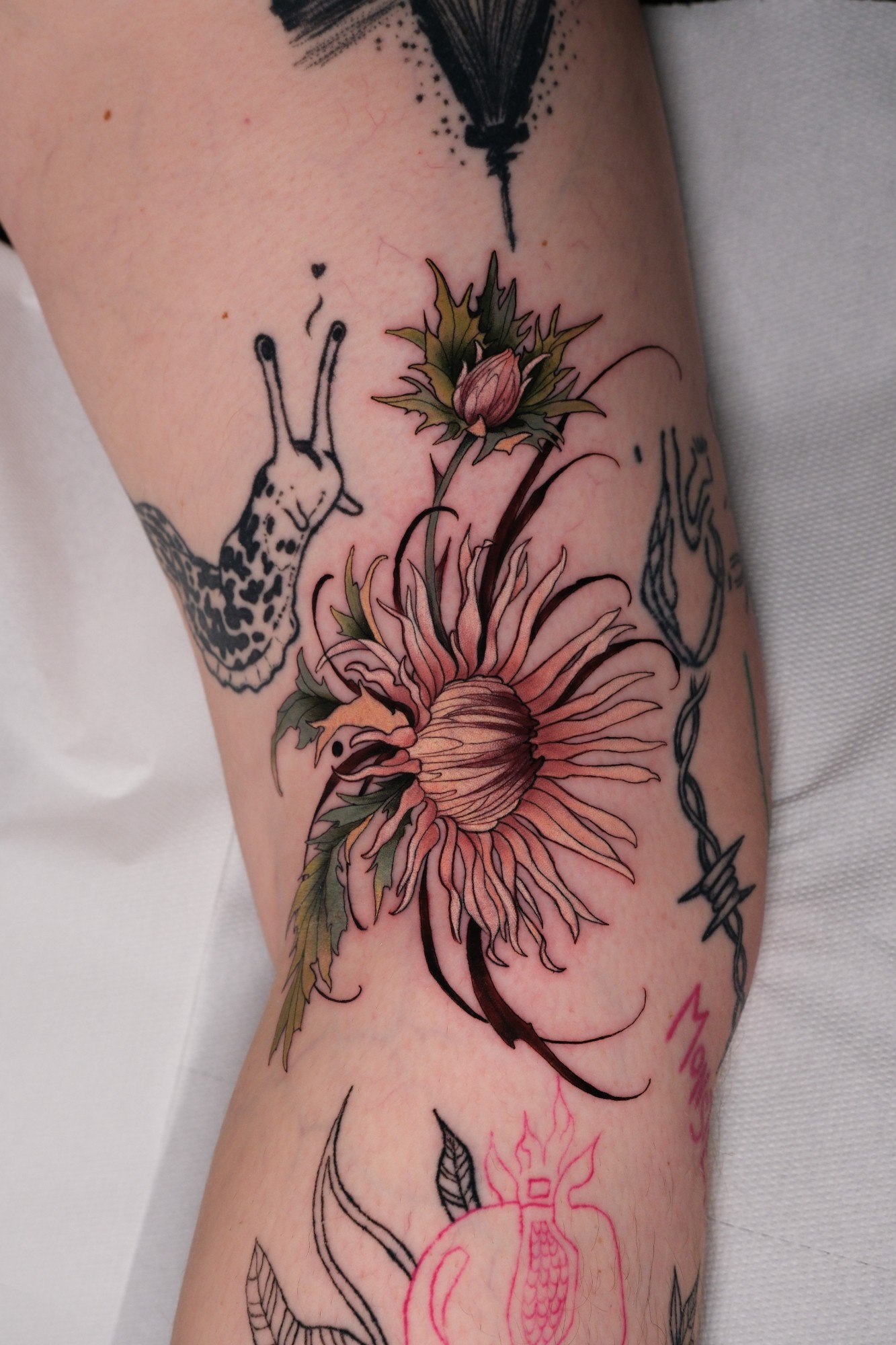 Silberdistel am Knie