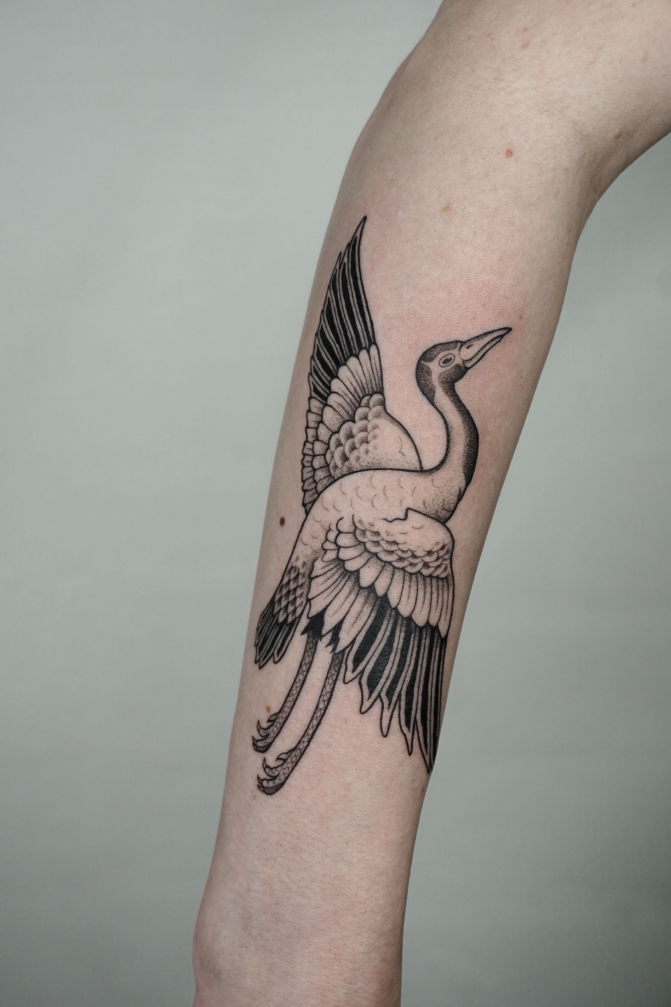 Kranich im Black & Gray Style auf Unterarm von ink.ria in Leipzig