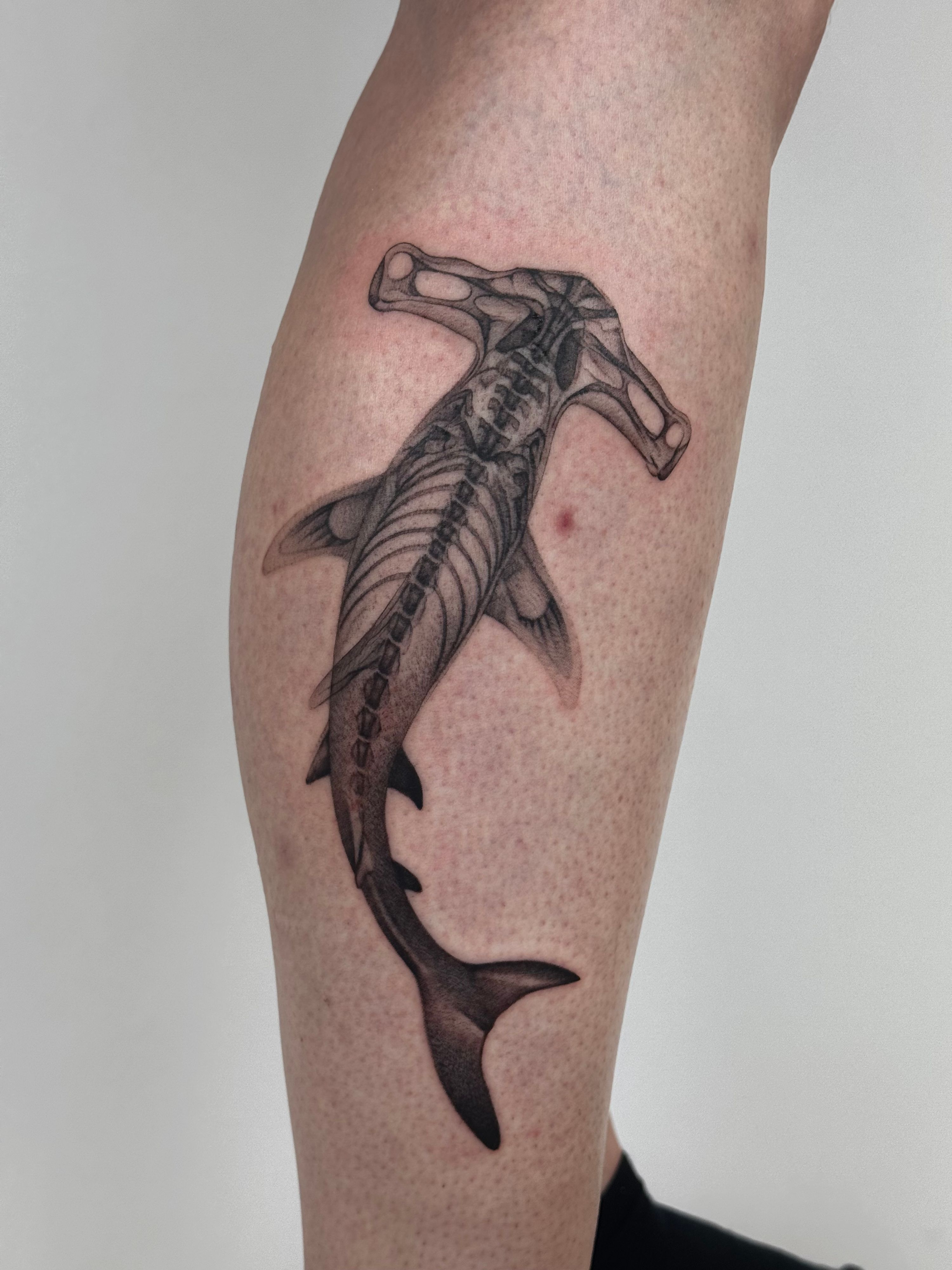 Custom X-Ray Shark 🦈 im Black & Gray Style auf Wade von launau.tattoo in Leipzig