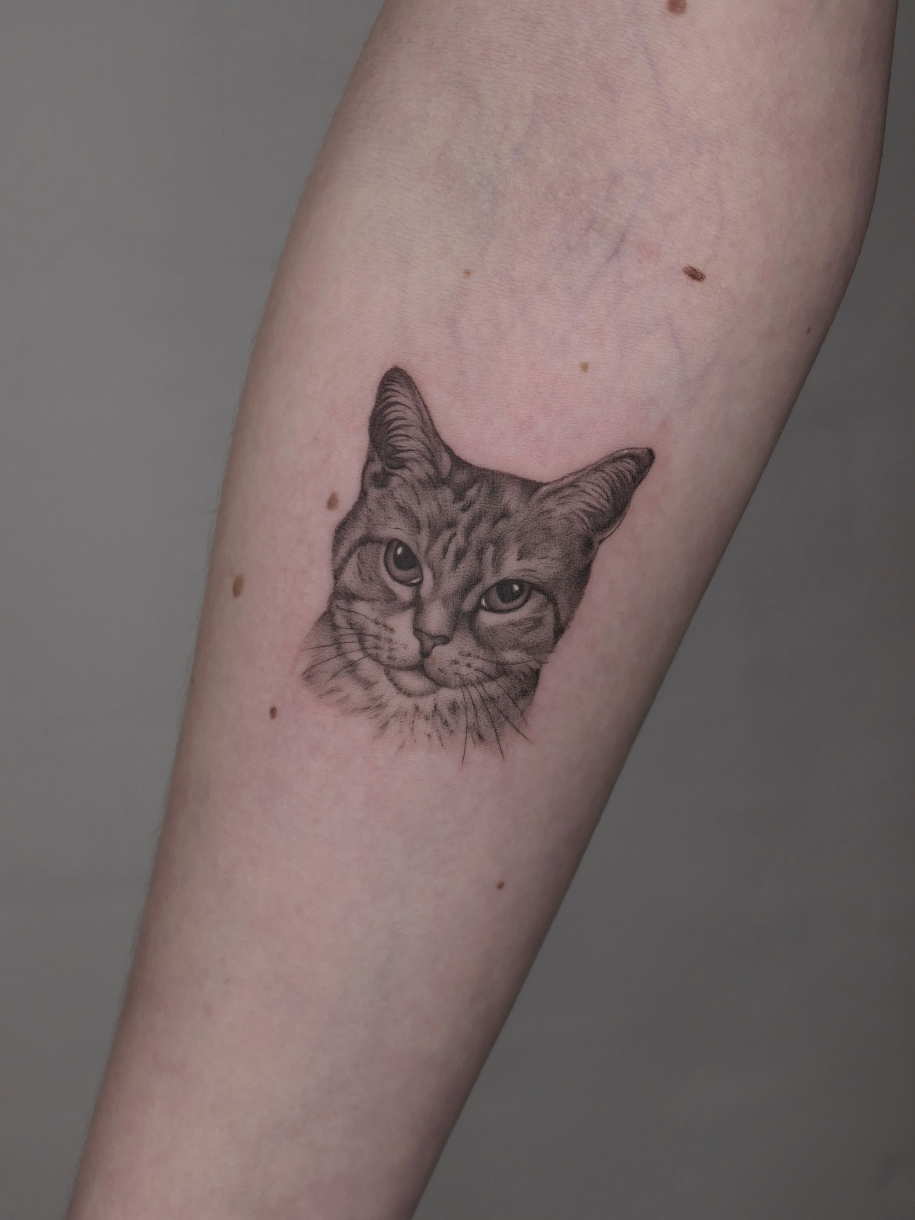 Katze Porträt im Black & Gray Style auf Unterarm von Atelier Flux in Leipzig