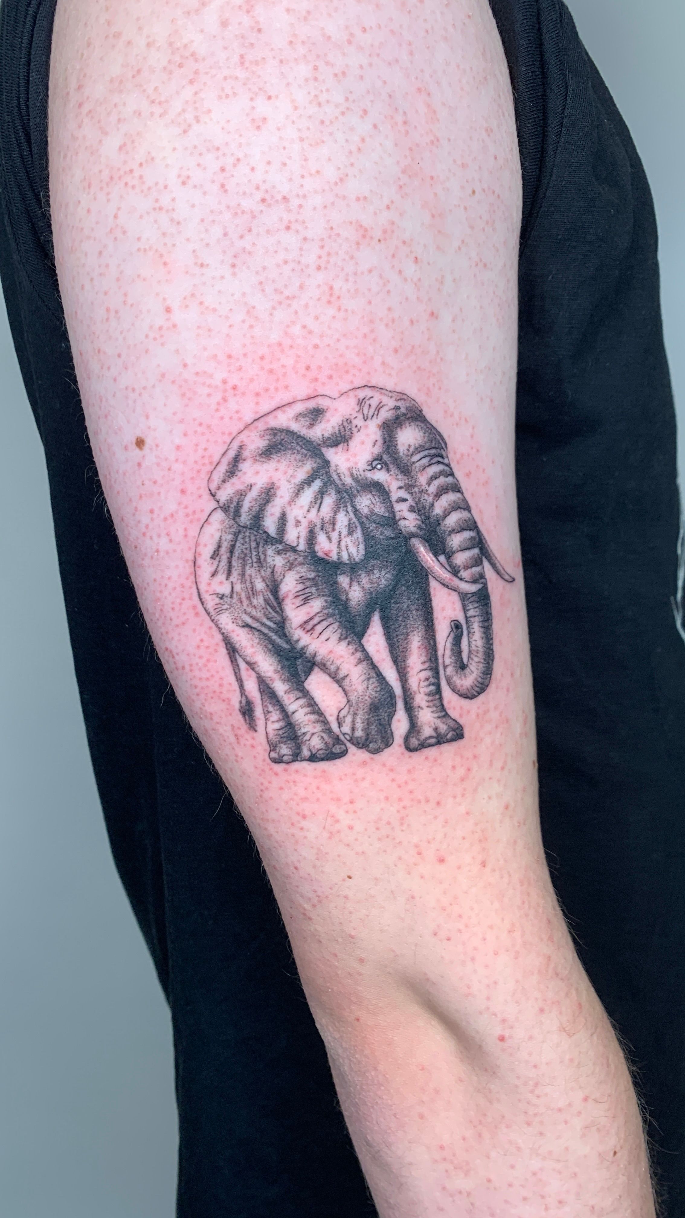 Elefant Oberarm im Dotwork Style auf von Salomon in 28203