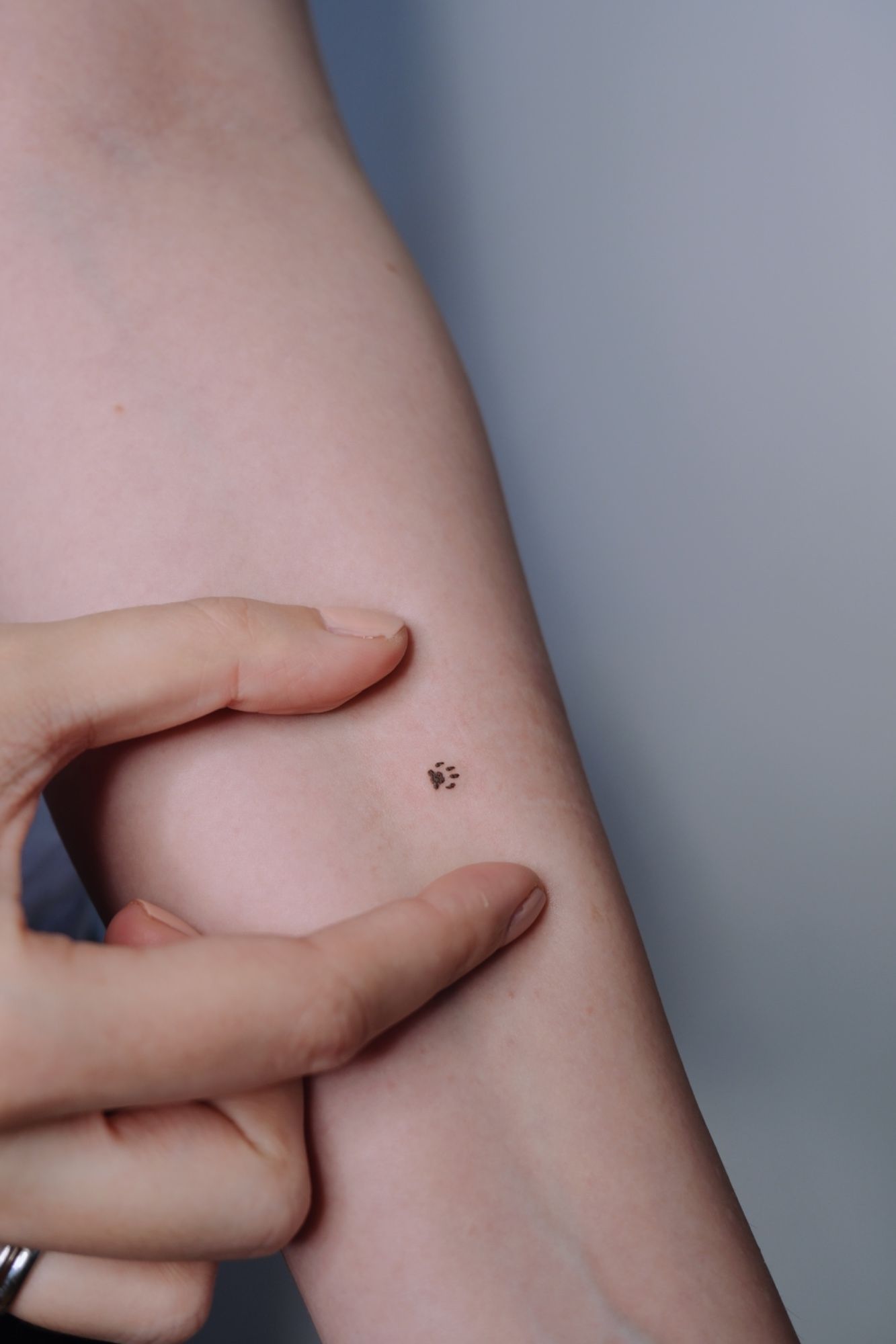 tiny Pfote im Fineline Style auf Unterarm von @alinaatattoo in 20457