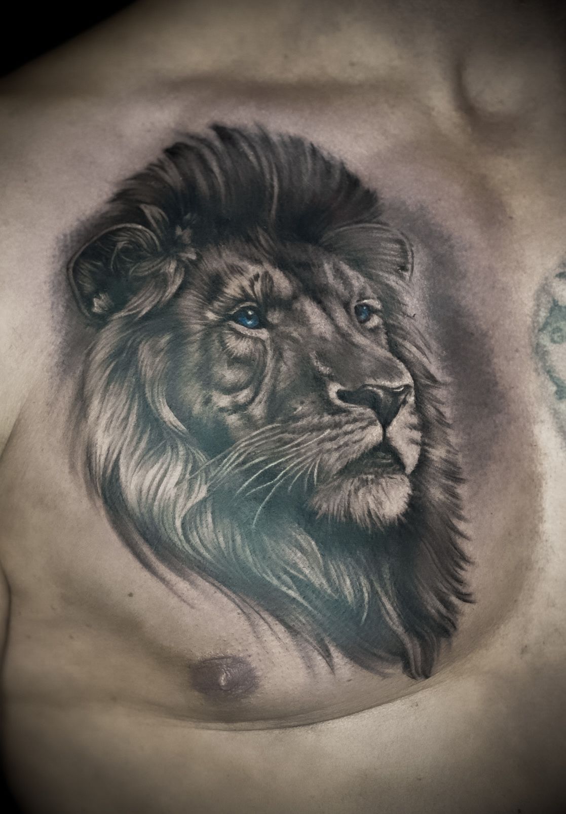 Löwe realistik mit blauen Augen im Black & Gray Style auf Brust von Annyschka in 47198