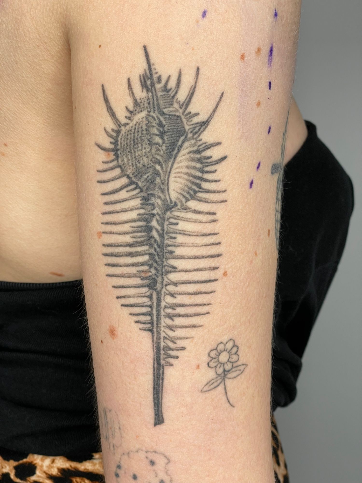 Murex Schnecke Oberarm im Blackwork Style auf von Pretty Bold in Hamburg