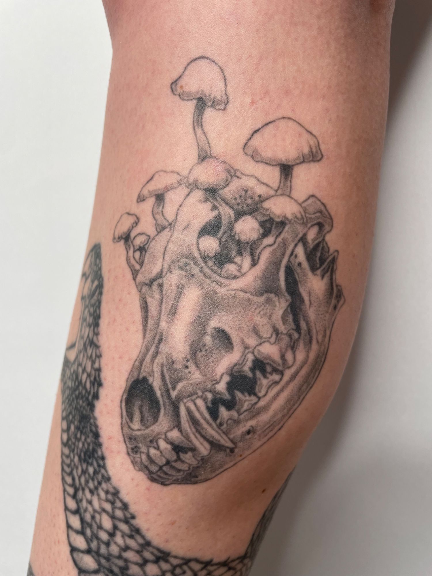 Wolfsschädel Wade im Blackwork Style auf von Pretty Bold in Hamburg