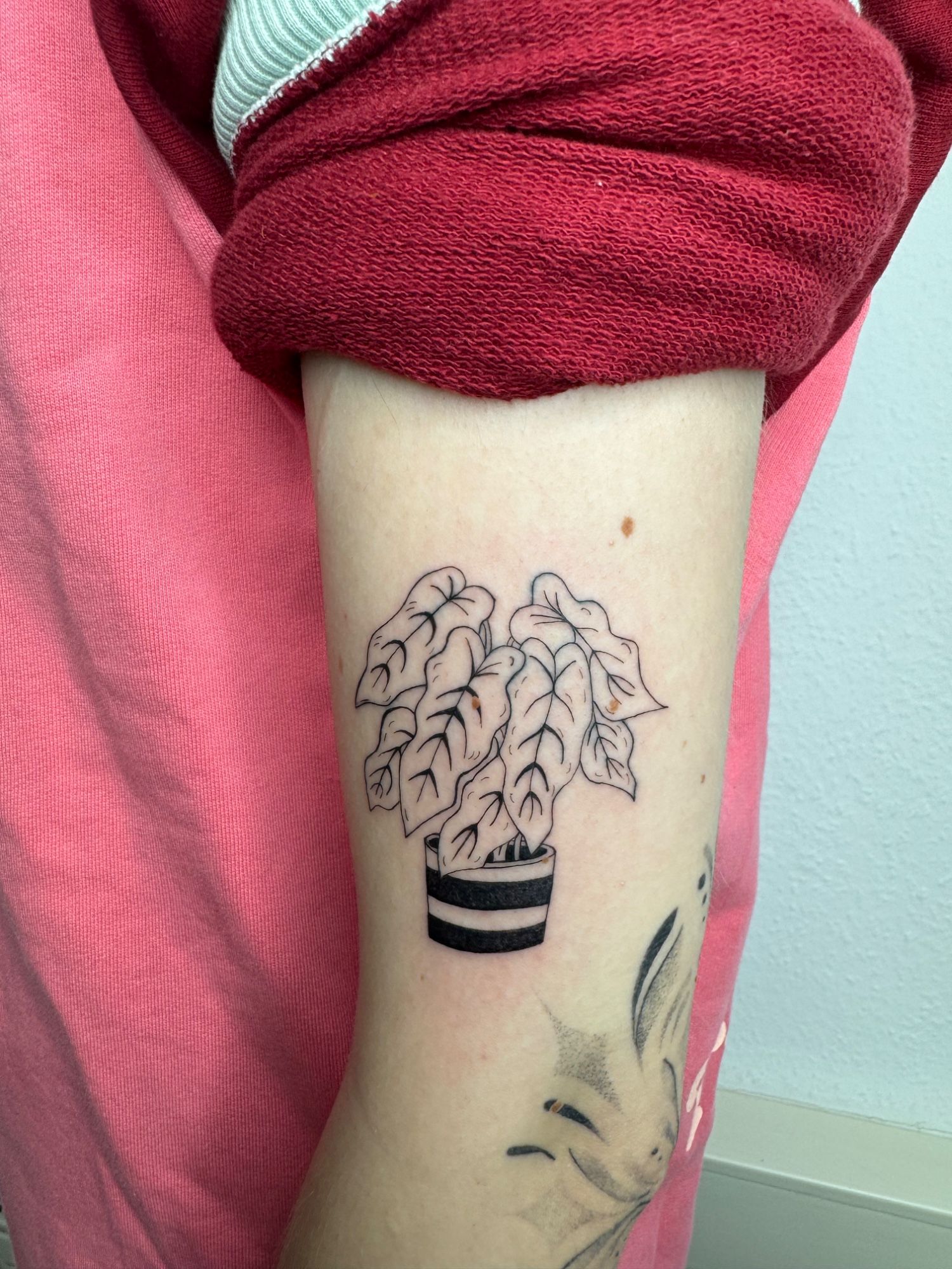 Calathea im Fineline Style auf Oberarm von faeser_inkz in Bramsche