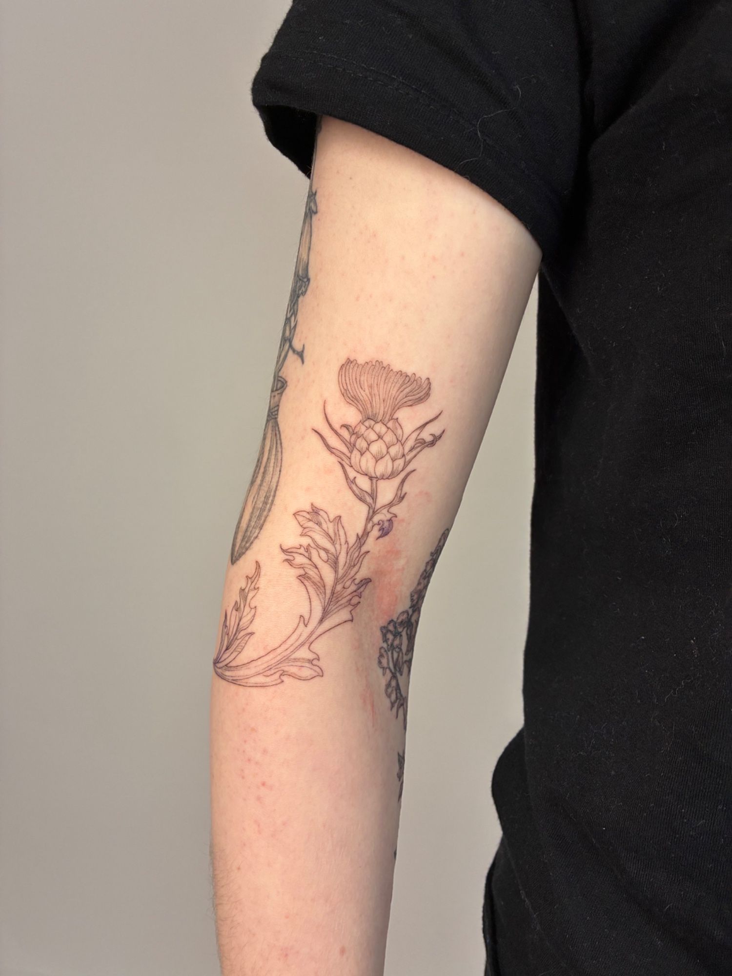 Jugendstil-Distel im Etching (Engraving) Style auf Oberarm von Rosmarin&Thymian Tattoo in Osnabrück