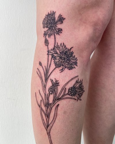 Kornblumen Floral Blumen im Etching (Engraving) Style auf Bein von Atelier Fern&Fable in Osnabrück