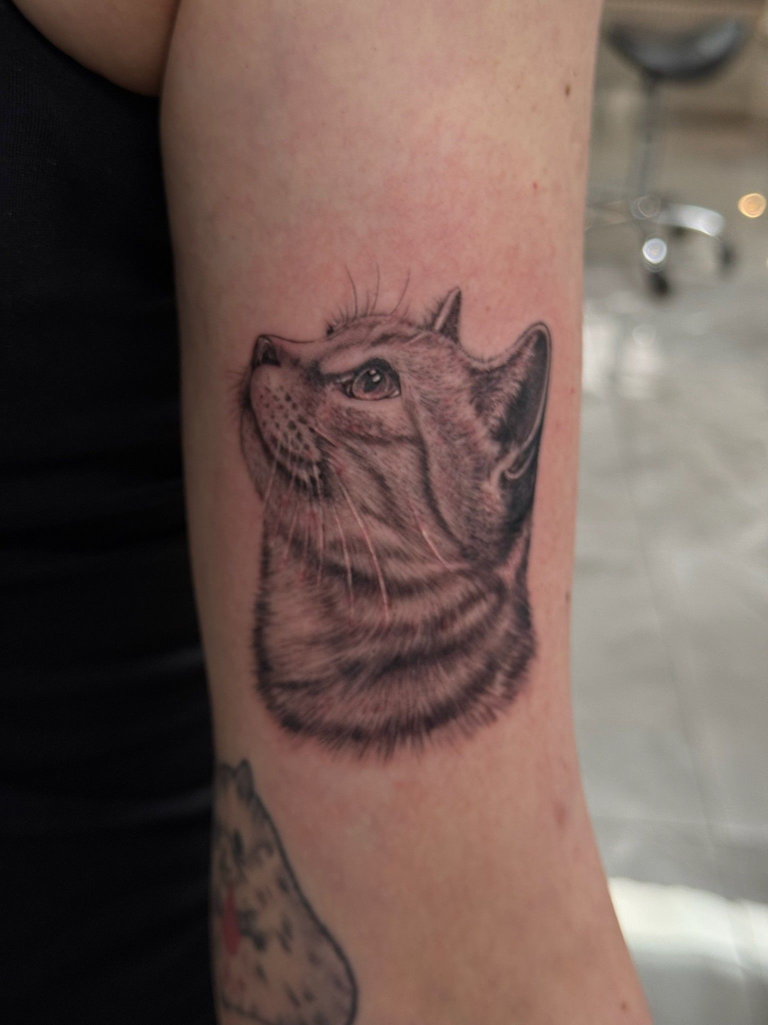 Cat im Black & Gray Style auf Oberarm von Adriano Rosa in 52076
