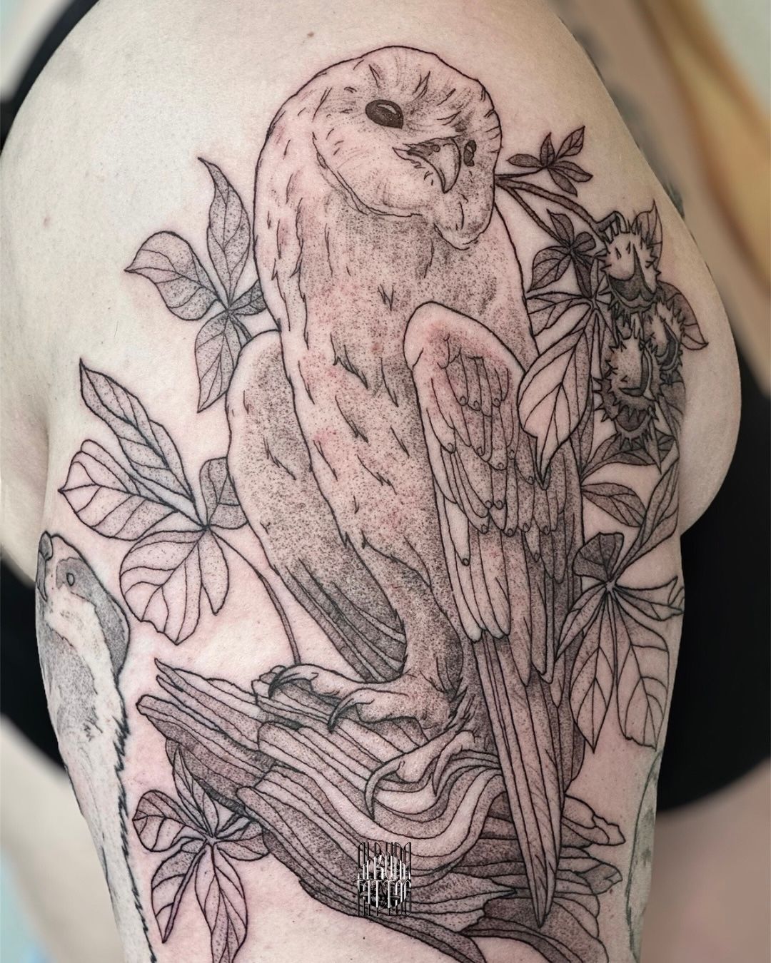 Eule in Illustrative style on Upper Arm by Alruna Tattoo Leipzig