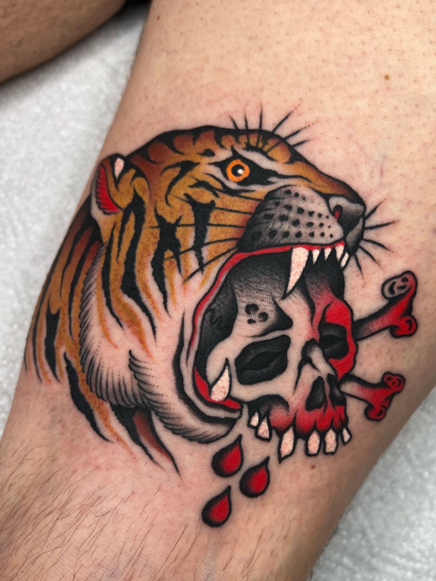 Tiger skull in Oldschool, Traditional style on Thigh by Xaver Kettenberger 83308
