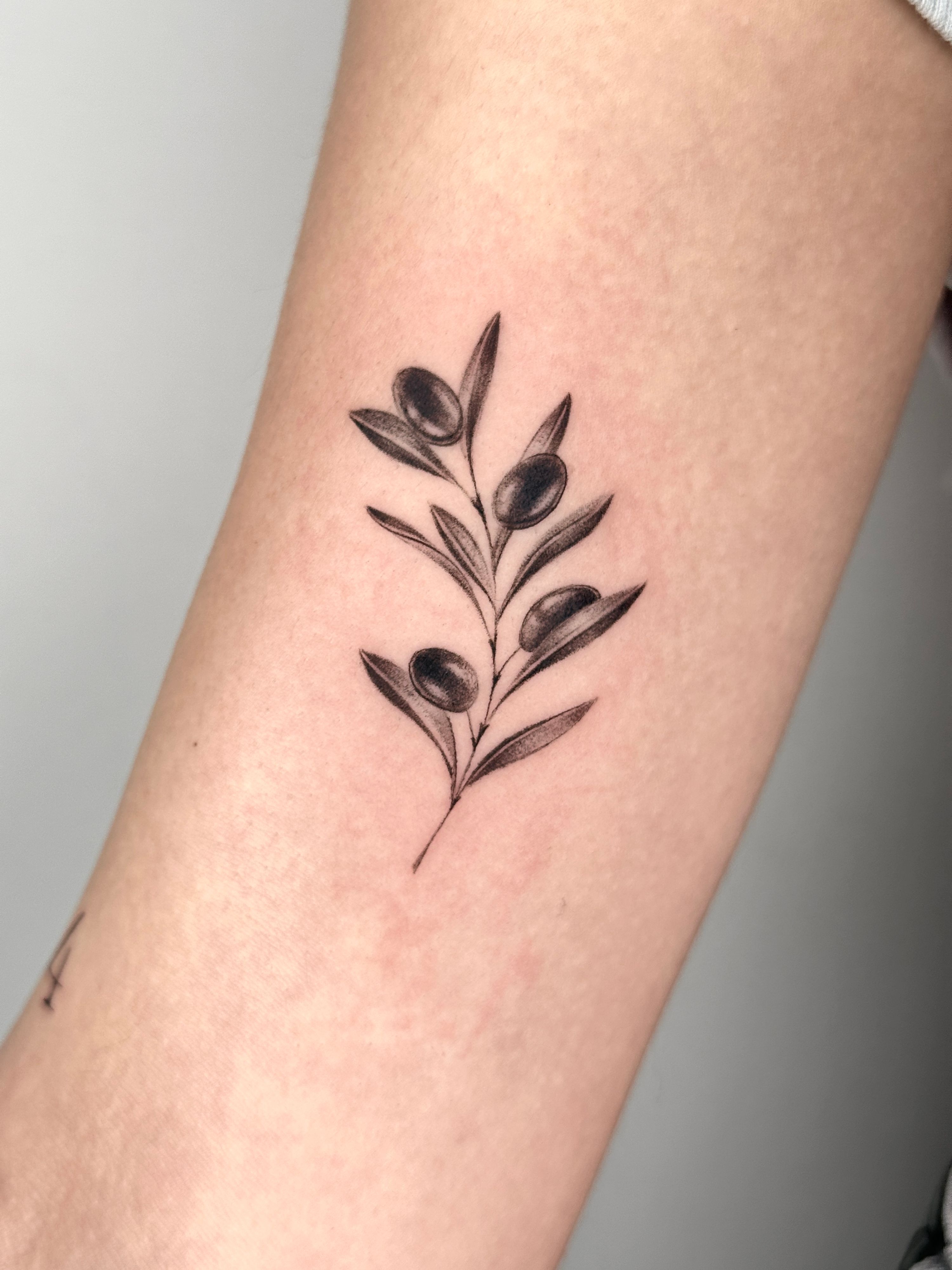 Olivenzweig in Microrealistic style by Jessi.art.tattoo 23552