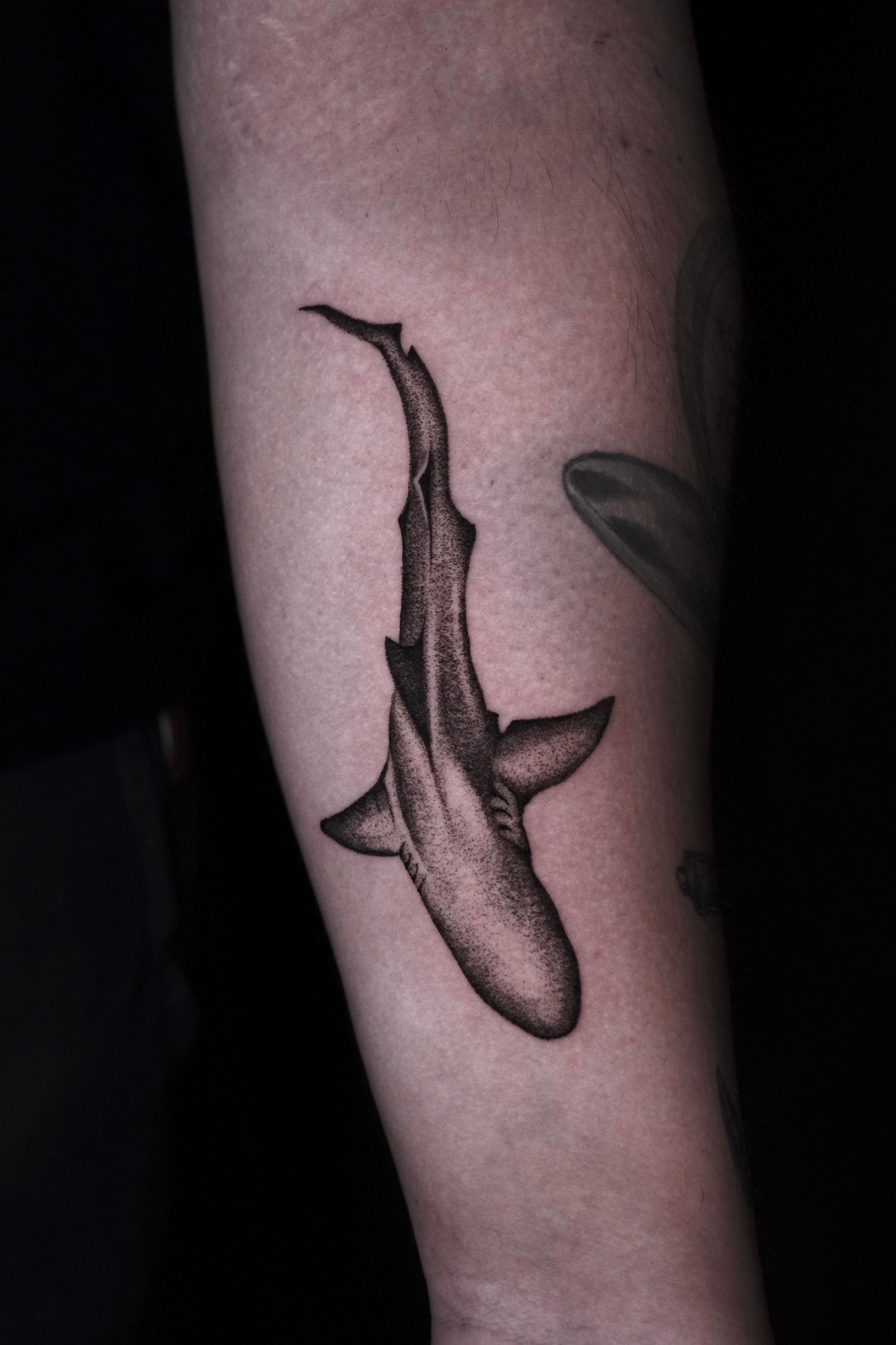 Hai, Haifisch, Fisch im Dotwork Style auf Unterarm von Eagle Ink in Freiburg Breisgau